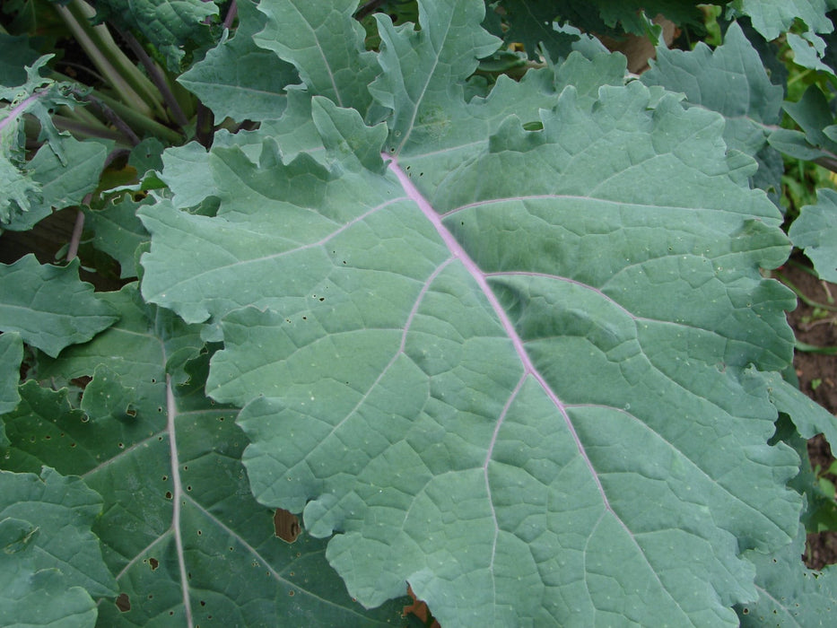 Red Russian, Kale, -- BoxGardenSeedsLLC -Cabbage, Kale - Seeds