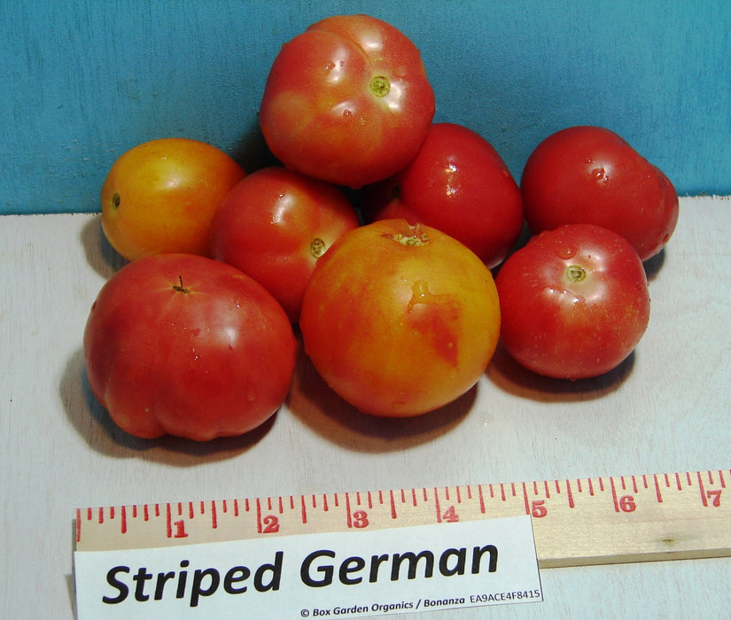 - BoxGardenSeedsLLC - Striped German, Tomato, - Tomatoes,Tomatillos - Seeds