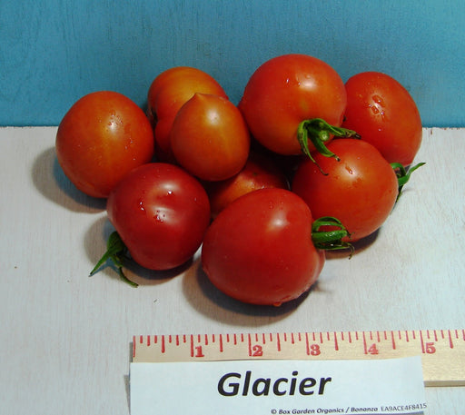 Glacier, Tomato, -- BoxGardenSeedsLLC -Tomatoes,Tomatillos - Seeds