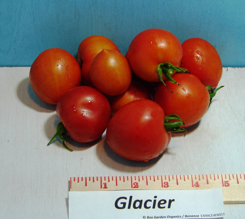 - BoxGardenSeedsLLC - Glacier, Tomato, - Tomatoes,Tomatillos - Seeds