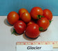 - BoxGardenSeedsLLC - Glacier, Tomato, - Tomatoes,Tomatillos - Seeds