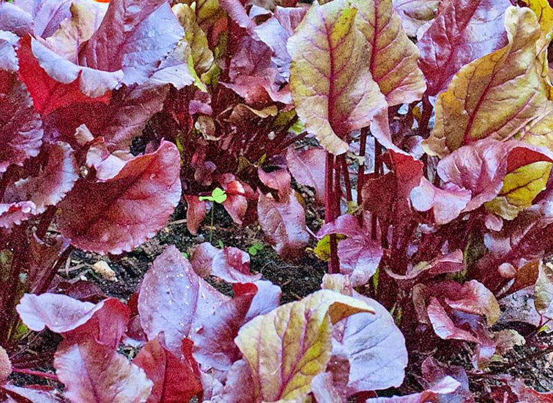 Bull's Blood, Beets - BoxGardenSeedsLLC - Beet,Turnips,Parsnips - Seeds - USA Seller, Thank you for shopping here today, Naturally Grown GMO Free Seeds, Heirloom Open Pollinated Seeds, Fresh Top Quality Premium Seeds