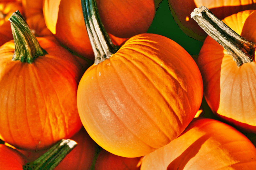 Baby Bear, Pumpkin, - BoxGardenSeedsLLC -Squash,Pumpkins - Seeds