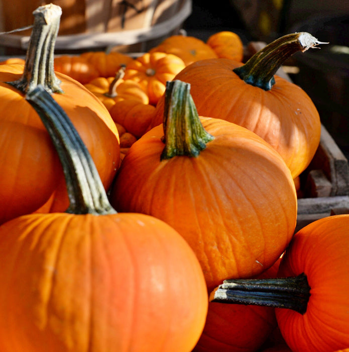 - BoxGardenSeedsLLC - Baby Bear, Pumpkin, - Squash,Pumpkins - Seeds