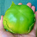 Plaza Latina Giant Green, Tomatillo, - BoxGardenSeedsLLC -Tomatoes,Tomatillos - Seeds