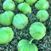 Plaza Latina Giant Green, Tomatillo, - BoxGardenSeedsLLC -Tomatoes,Tomatillos - Seeds