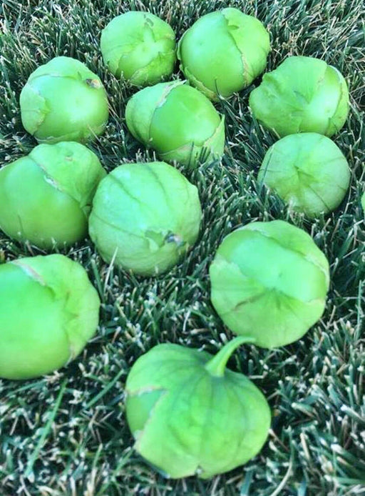 Plaza Latina Giant Green, Tomatillo, -- BoxGardenSeedsLLC -Tomatoes,Tomatillos - Seeds