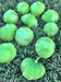 Plaza Latina Giant Green, Tomatillo, -- BoxGardenSeedsLLC -Tomatoes,Tomatillos - Seeds