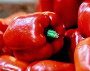 Cal Rose Red, Sweet Pepper - BoxGardenSeedsLLC - Gourmet/Native Greens - Seeds - USA Seller, Thank you for shopping here today, Naturally Grown GMO Free Seeds, Heirloom Open Pollinated Seeds, Fresh Top Quality Premium Seeds