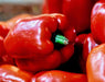 - BoxGardenSeedsLLC - Cal Rose Red, Sweet Pepper, - Gourmet/Native Greens - Seeds