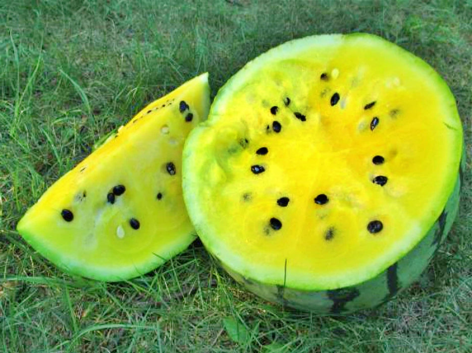 copy Early Moonbeam Watermelon Heirloom Seeds Melon Open Pollinated Seeds Non-GMO - BoxGardenSeedsLLC -Melons, Cantaloupe - Seeds