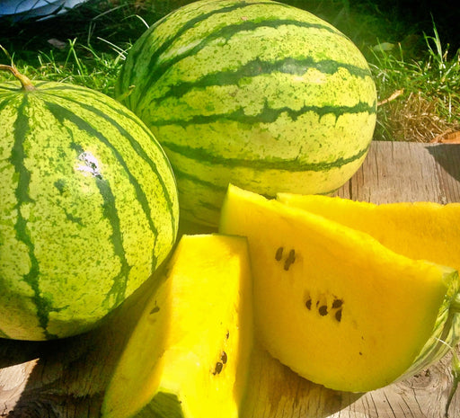 copy Early Moonbeam Watermelon Heirloom Seeds Melon Open Pollinated Seeds Non-GMO - BoxGardenSeedsLLC -Melons, Cantaloupe - Seeds