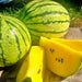 copy Early Moonbeam Watermelon Heirloom Seeds Melon Open Pollinated Seeds Non-GMO - BoxGardenSeedsLLC -Melons, Cantaloupe - Seeds