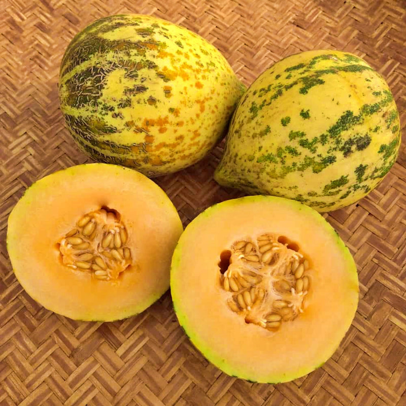 Sweet Freckles, Melon - BoxGardenSeedsLLC - Melons, Cantaloupe - Seeds - USA Seller, Thank you for shopping here today, Naturally Grown GMO Free Seeds, Heirloom Open Pollinated Seeds, Fresh Top Quality Premium Seeds