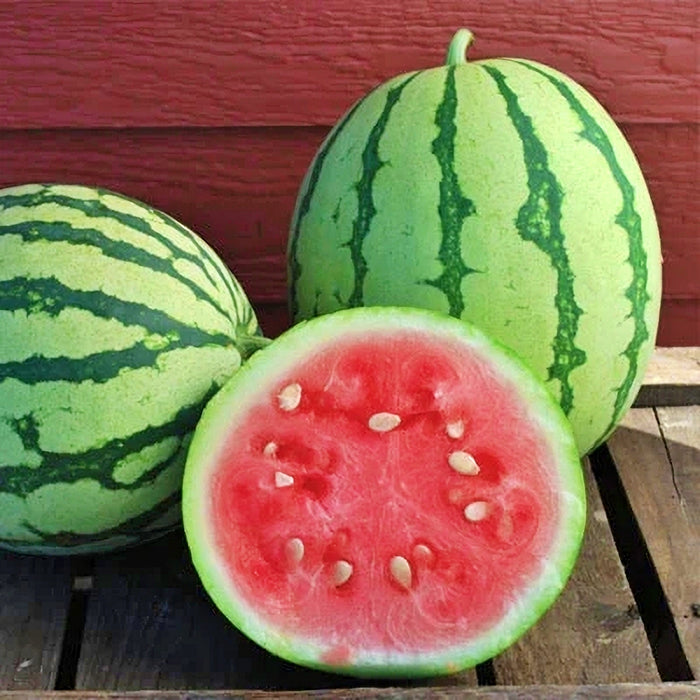 Dixie Queen, Watermelon, -- BoxGardenSeedsLLC -Melons, Cantaloupe - Seeds