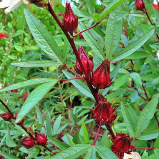 Roselle, Asian Sour Leaf (Hibiscus), - BoxGardenSeedsLLC -Abundant Stock SALE - Seeds