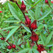 Roselle, Asian Sour Leaf (Hibiscus), - BoxGardenSeedsLLC -Abundant Stock SALE - Seeds