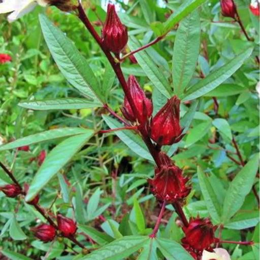 - BoxGardenSeedsLLC - Roselle, Asian Sour Leaf (Hibiscus), - New 2024 - Seeds