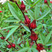 Roselle, Asian Sour Leaf (Hibiscus), -- BoxGardenSeedsLLC -ABS / CLEARANCE SALE - Seeds