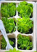 Black Seeded Simpson, Lettuce, -- BoxGardenSeedsLLC -Lettuce - Seeds