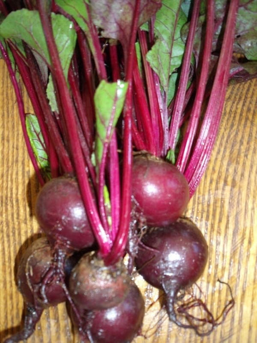 - BoxGardenSeedsLLC - Green Top Bunching, Beets, - Beets,Turnips,Parsnips - Seeds