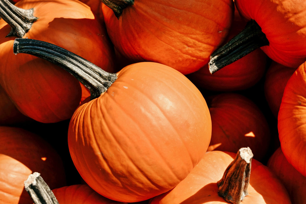 Baby Bear, Pumpkin, - BoxGardenSeedsLLC -Squash,Pumpkins - Seeds