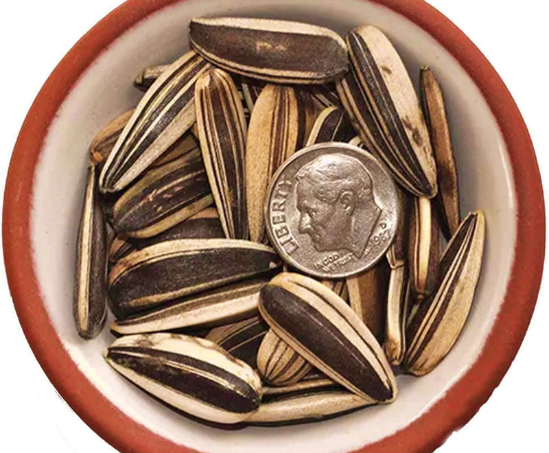 Mongolian Giant, Sunflower - BoxGardenSeedsLLC - Culinary/Medicinal Herbs - Seeds - USA Seller, Thank you for shopping here today, Naturally Grown GMO Free Seeds, Heirloom Open Pollinated Seeds, Fresh Top Quality Premium Seeds