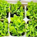 Black Seeded Simpson, Lettuce, - BoxGardenSeedsLLC -Lettuce - Seeds