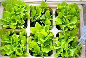 Black Seeded Simpson, Lettuce, -- BoxGardenSeedsLLC -Lettuce - Seeds