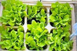 Black Seeded Simpson, Lettuce, -- BoxGardenSeedsLLC -Lettuce - Seeds