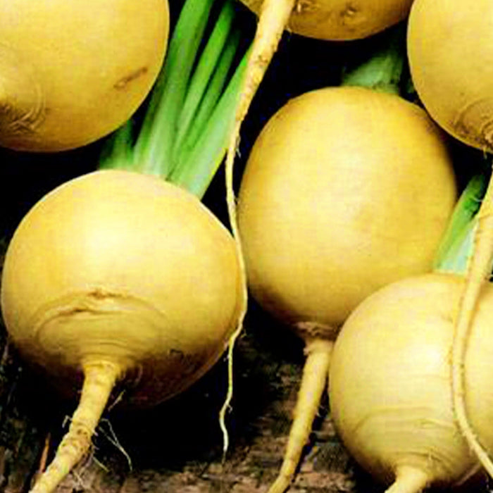 Golden Ball, Turnip, - BoxGardenSeedsLLC -Beet,Turnips,Parsnips - Seeds