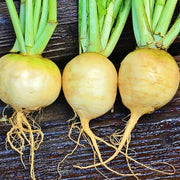 Golden Ball, Turnip - BoxGardenSeedsLLC - Beet,Turnips,Parsnips - Seeds - USA Seller, Thank you for shopping here today, Naturally Grown GMO Free Seeds, Heirloom Open Pollinated Seeds, Fresh Top Quality Premium Seeds