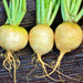 - BoxGardenSeedsLLC - Golden Ball Turnip - Beets,Turnips,Parsnips - Seeds