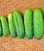 - BoxGardenSeedsLLC - Addis, Cucumber, - Cucumbers - Seeds