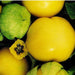 Amarylla Yellow, Tomatillo, - BoxGardenSeedsLLC -Tomatoes,Tomatillos - Seeds