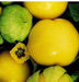 - BoxGardenSeedsLLC - Amarylla Yellow, Tomatillo, - Tomatoes,Tomatillos - Seeds