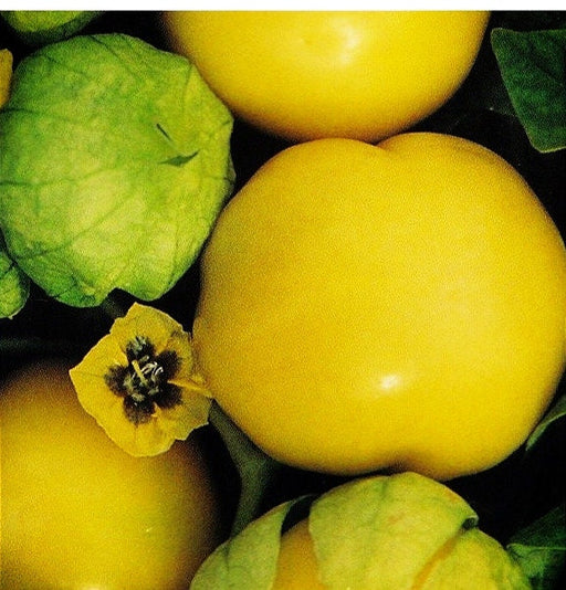 Amarylla Yellow, Tomatillo, -- BoxGardenSeedsLLC -Tomatoes,Tomatillos - Seeds