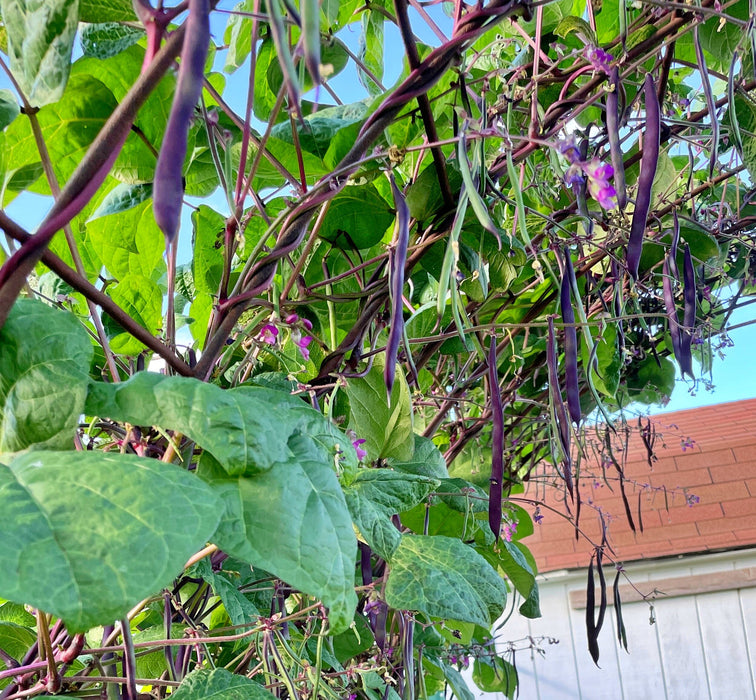 Purple Podded, Pole Beans - BoxGardenSeedsLLC -Beans / Dry Beans - Seeds