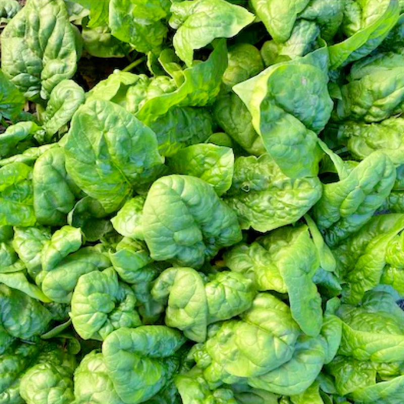 America, Spinach - BoxGardenSeedsLLC - Gourmet/Native Greens - Seeds - USA Seller, Thank you for shopping here today, Naturally Grown GMO Free Seeds, Heirloom Open Pollinated Seeds, Fresh Top Quality Premium Seeds