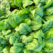 America, Spinach, -- BoxGardenSeedsLLC -Gourmet/Native Greens - Seeds