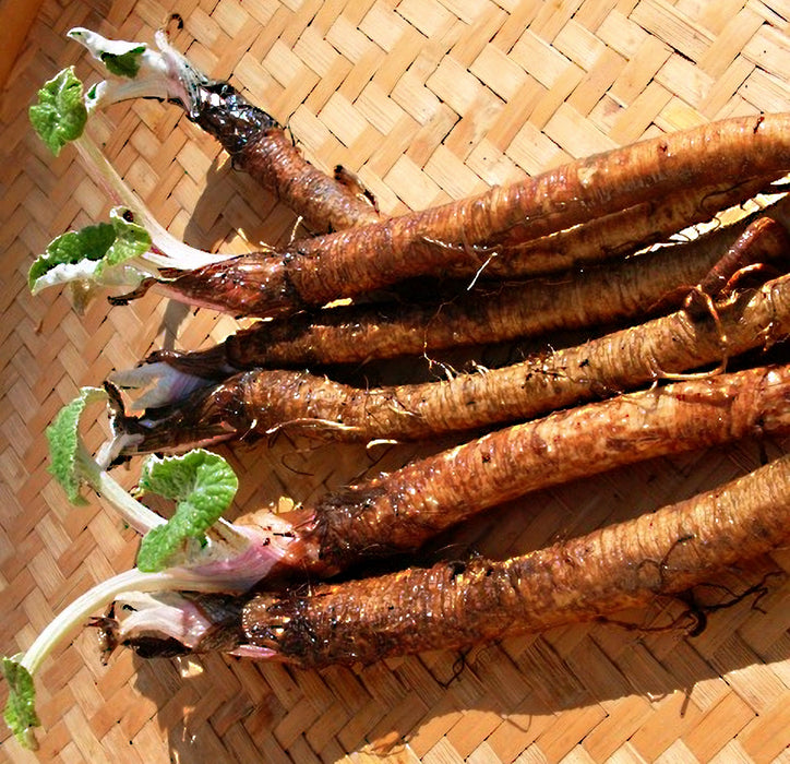 Takinogawa Long, Burdock (Gobo), - BoxGardenSeedsLLC -Culinary/Medicinal Herbs - Seeds