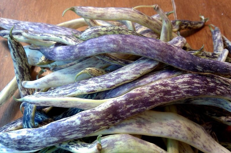 Dragon Tongue, Bush Beans, -- BoxGardenSeedsLLC -Beans / Dry Beans - Seeds