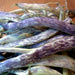 Dragon Tongue, Bush Beans, - BoxGardenSeedsLLC -Beans / Dry Beans - Seeds