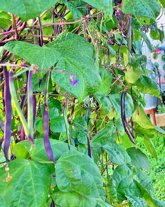 Purple Podded, Pole Beans -- BoxGardenSeedsLLC -Beans / Dry Beans - Seeds