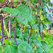 Purple Podded, Pole Beans -- BoxGardenSeedsLLC -Beans / Dry Beans - Seeds