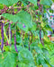 Purple Podded, Pole Beans - BoxGardenSeedsLLC - Beans / Dry Beans - Seeds - USA Seller, Thank you for shopping here today, Naturally Grown GMO Free Seeds, Heirloom Open Pollinated Seeds, Fresh Top Quality Premium Seeds