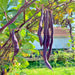 Purple Podded, Pole Beans -- BoxGardenSeedsLLC -Beans / Dry Beans - Seeds