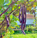 Purple Podded, Pole Beans -- BoxGardenSeedsLLC -Beans / Dry Beans - Seeds