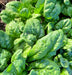 America, Spinach, -- BoxGardenSeedsLLC -Gourmet/Native Greens - Seeds