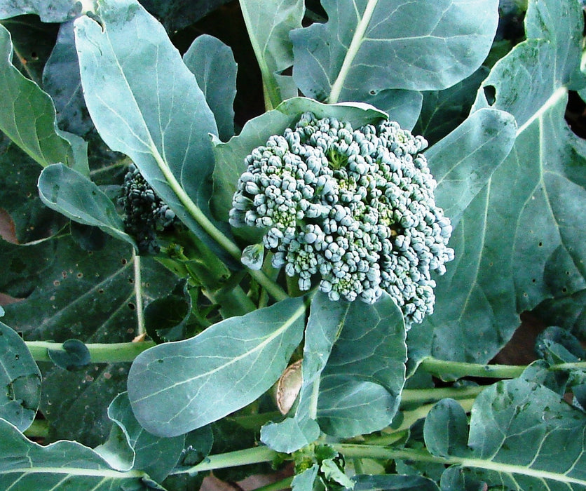 Waltham 29, Broccoli, - BoxGardenSeedsLLC -Broccoli,Cauliflower - Seeds